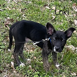 Thumbnail photo of Loki ~ meet me! #2