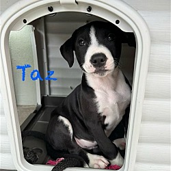 Thumbnail photo of Taz #2