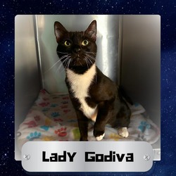 Thumbnail photo of Lady Godiva #1