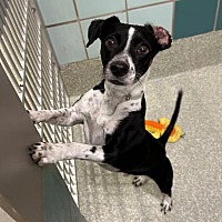 adopt a pet