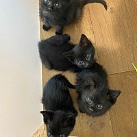 adopt-pet