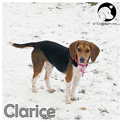 Thumbnail photo of Clarice #1