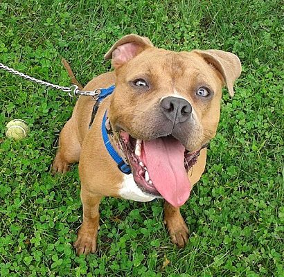 Linden, NJ - American Bulldog/Terrier (Unknown Type, Medium). Meet ...