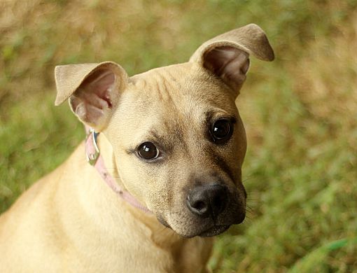 Reisterstown Md American Pit Bull Terrier Meet Bebe A Pet For Adoption