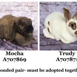 Ventura County Animal Services In Camarillo California