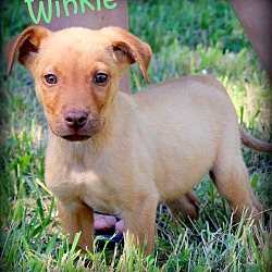 Thumbnail photo of Winkie~adopted! #3