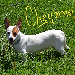 Photo of Cheynne