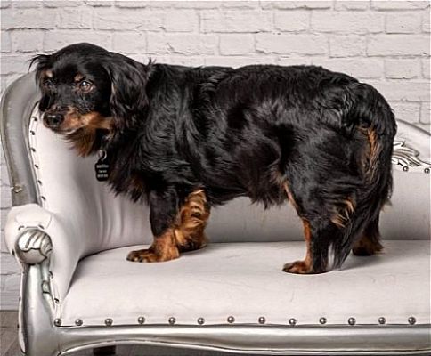 Princeton, MN - Cavalier King Charles Spaniel/Dachshund. Meet Barris