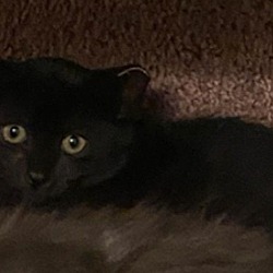 Photo of Black Kitten
