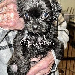 Thumbnail photo of Kiwi Pup Clementine #1