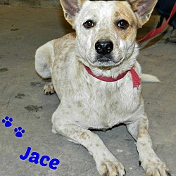 Thumbnail photo of Jace #1