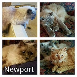 Thumbnail photo of Newport - purebred #4