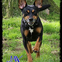 Thumbnail photo of Jax #3