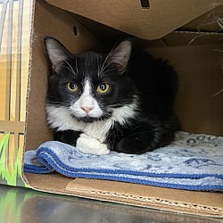 Photo of Rooster(petvalu Alexandria