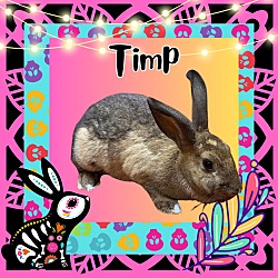 Photo of Timp