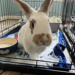Photo of Ivy (bonded to Bean)