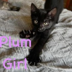 Thumbnail photo of Plum #2