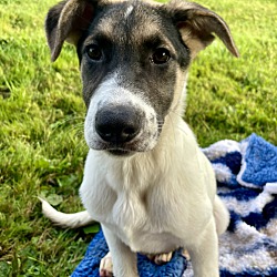 Thumbnail photo of Honeycrisp (Apple litter) #3