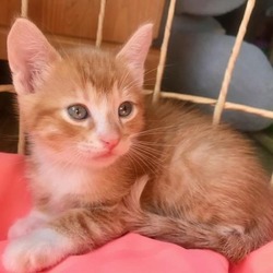 Thumbnail photo of Cheeto #1