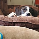 Adopt A Pet :: Piper - Portland, OR