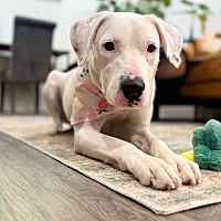 adopt a pet