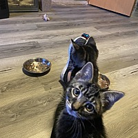 adopt a pet
