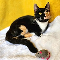 adopt a pet