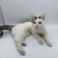 adopt-pet