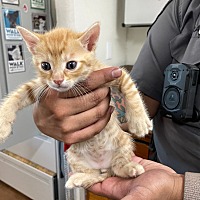 adopt a pet
