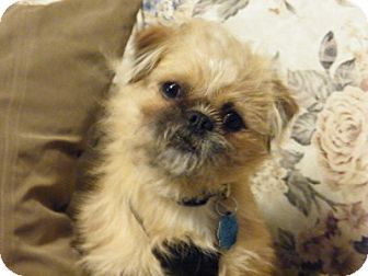 brussels griffon pekingese mix