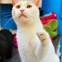 adopt a pet