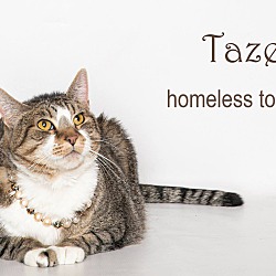 Thumbnail photo of Tazel #2