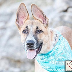 Thumbnail photo of Bishop, A SECOND CHANCES Dog! #3