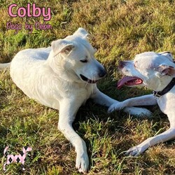 Thumbnail photo of Colby #2