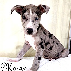 Thumbnail photo of Maize~adopted! #2