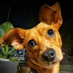 Photo of Hank