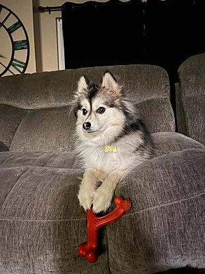 Orange, CA - Pomsky. Meet Sadie a Pet for Adoption - AdoptaPet.com