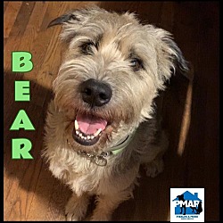 Photo of Bear