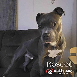 Photo of Roscoe (Courtesy Post)