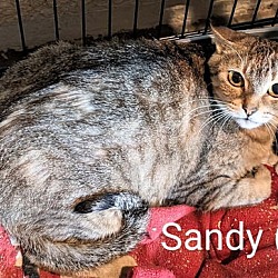 Thumbnail photo of Sandy #2