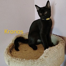 Thumbnail photo of Kronos #2