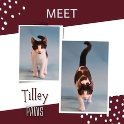 Thumbnail photo of Tilley #1