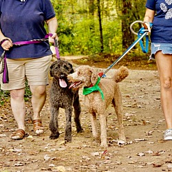 Thumbnail photo of Lily & Moonlight - M/D Pair - Local in NE #4