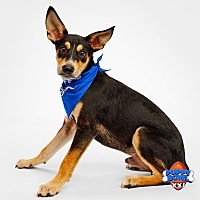 adopt a pet