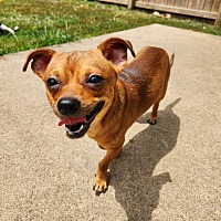 adopt a pet