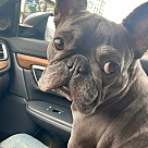 Adopt A Pet :: Greta - San Diego, CA