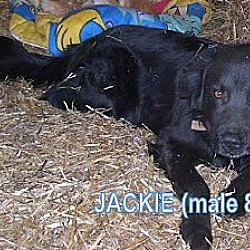Thumbnail photo of Jackie #2