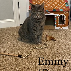 Thumbnail photo of Emmy #1