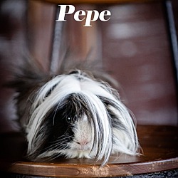 Thumbnail photo of Pepé #1