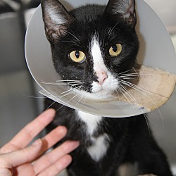 Photo of Gothel (Spayed/Combo Tested)